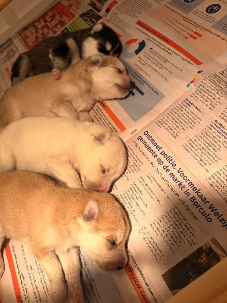 Pomsky Pups te Koop – 4 Gezonde, Liefdevol Opgevoede Pups, Dieren en Toebehoren, Honden | Poolhonden, Keeshonden en Oertypen, Meerdere dieren