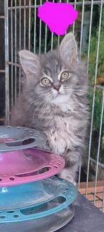 Prachtige Mainecoon Kittens, Dieren en Toebehoren, Katten en Kittens | Raskatten | Langhaar, Poes, Ontwormd, 0 tot 2 jaar