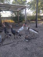 Kalkoenen, Dieren en Toebehoren, Pluimvee, Meerdere dieren, Kalkoen