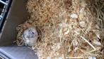 Hamster koppel met kooi tam allen naar 5 sterren huisje, Ophalen of Verzenden