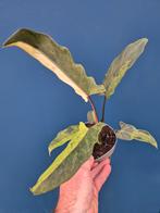 Alocasia Lauterbachiana Variegata p12 (3), Ophalen of Verzenden, Halfschaduw, Minder dan 100 cm