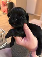 Shitzu boomer pup, Dieren en Toebehoren, Teef, Eén hond, Klein, Nederland