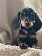 Kaninchen teckel pup nog 3 reutje beschikbaar, Dieren en Toebehoren, Kaninchen, CDV (hondenziekte), 8 tot 15 weken, Korthaar
