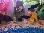 Black molly’s 3 stuks, Dieren en Toebehoren, Vissen | Aquariumvissen, Vis