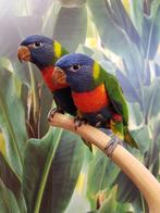 Jonge Lori´s van de Blauwe Bergen | Nieuwsgierig | Handtam, Dieren en Toebehoren, Vogels | Parkieten en Papegaaien, Meerdere dieren