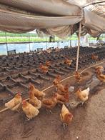 Oude legkippen te koop, Ophalen of Verzenden
