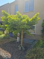 Ginkgo biloba, Tuin en Terras, Ophalen, Volle zon, Overige soorten