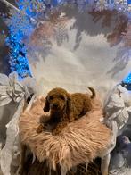 Toypoedel dekreu met fci stamboom, Poedel, Reu, 1 tot 2 jaar, Eén hond