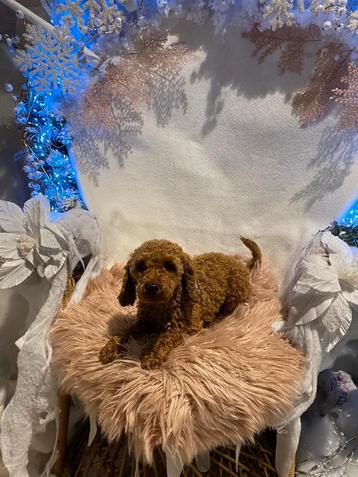 Toypoedel dekreu met fci stamboom beschikbaar voor biedingen