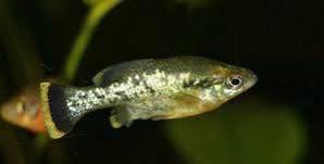 Ameca Splendens-jong halfvolwassen trio. Eten draadalg, Dieren en Toebehoren, Vissen | Aquariumvissen, Vis