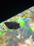 1 chocolade gourami GRATIS ophalen (SPOED), Vis