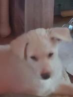 4van de 6 zoeken nog een warme mand, Parvo, 8 tot 15 weken, Meerdere, Meerdere dieren