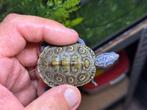 Malaclemys terrapin centrata nakweek 2025, Dieren en Toebehoren, Reptielen en Amfibieën, Schildpad, Tam, 0 tot 2 jaar