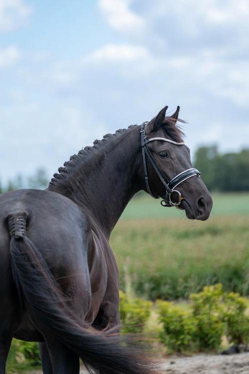 3j pareltje Zwarte merrie Livius x Elite Elton, Dieren en Toebehoren, Paarden, Merrie, Zadelmak, 160 tot 165 cm, 3 tot 6 jaar