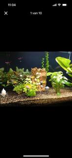 Juwel Rio 125 liter  , net 1 jaar oud, Dieren en Toebehoren, Vissen | Aquariumvissen, Vis