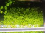 Hydrocotyle tripartita, Dieren en Toebehoren, Ophalen of Verzenden, Nieuw, Plant(en), Steen of Hout