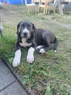American Xl bully en Alabai (pitbull kangal), België, Particulier, Rabiës (hondsdolheid), 8 tot 15 weken