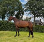 4 jarig springpaard met veel ervaring, mooi, eerlijk, gezond, Dieren en Toebehoren, Paarden, Merrie, Springpaard, B, Gechipt