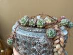 Sedum Perezdelarosae, Ophalen of Verzenden, Vetplant, Halfschaduw, Minder dan 100 cm