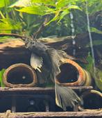 Green Dragon Ancistrus, Dieren en Toebehoren, Vissen | Aquariumvissen, Vis