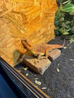 Baardagaam, Dieren en Toebehoren, Reptielen en Amfibieën, Overige soorten, Met terrarium, 3 tot 6 jaar