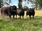 Dassenkop dekrammen, Dieren en Toebehoren, Mannelijk, Schaap, 0 tot 2 jaar