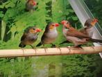 Oranjekaakjes diverse koppels., Dieren en Toebehoren, Vogels | Overige Vogels, Meerdere dieren