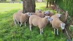 Dekrammen Swifter stamboek dekram, fokrammen zwoegervrij, Dieren en Toebehoren, Schapen, Geiten en Varkens, Mannelijk, Schaap