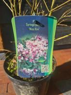 Dwergsering 'Miss Kim', Ophalen of Verzenden, Overige soorten, Struik, Minder dan 100 cm