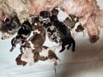 Shih tzu pups, Dieren en Toebehoren, Honden | Chihuahua's en Gezelschapshonden, Overige rassen, CDV (hondenziekte), 8 tot 15 weken