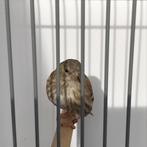 Europese sijs pop, Vrouwelijk, Wildzangvogel