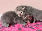 British Shorthair x Tabby Kittens for Sale