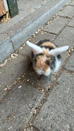 Nederlandse hangoor dwerg konijntjes, Dieren en Toebehoren, Konijnen, Meerdere dieren, Dwerg, Hangoor, 0 tot 2 jaar