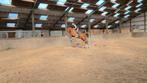 Betrouwbare allrounder te koop!, Dieren en Toebehoren, Paarden, Ruin, Dressuurpaard