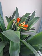 Mooie grote clivia's, Ophalen, Halfschaduw, Minder dan 100 cm