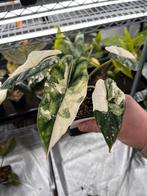 Alocasia Dragon Scale Albo - Prachtig!, Ophalen of Verzenden