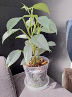 Philodendron silver sword, Ophalen of Verzenden, Overige soorten, Minder dan 100 cm