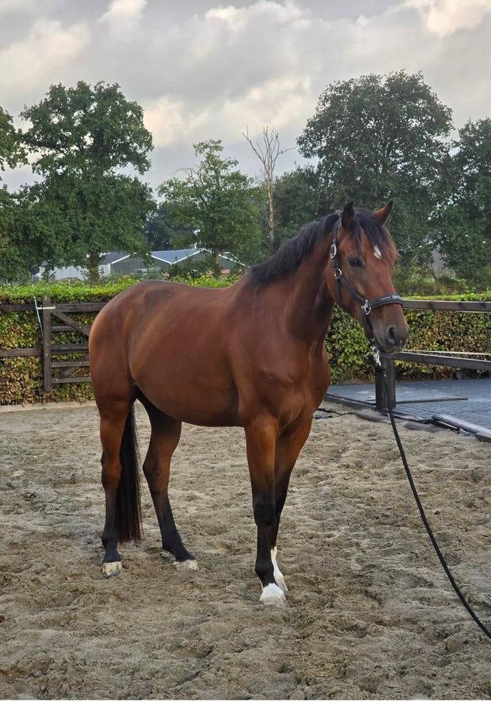 Hulp bij buiten zetten gezocht!, Diensten en Vakmensen, Dieren | Paarden | Verzorging, Oppas en Les, Verzorging of Verzorgpony's