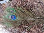 Pauw veren, *, *, Nieuw, Ophalen of Verzenden