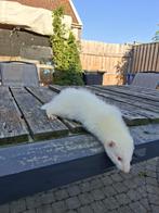 Frettenpups, Dieren en Toebehoren, Overige Dieren, April, Meerdere dieren