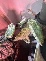 Alocasia camouflage variegata in lechuza pon, Ophalen, Overige soorten, Minder dan 100 cm
