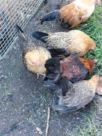 Serama hennetjes en haantjes, Dieren en Toebehoren, Pluimvee