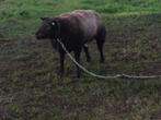 Blauwe Texelaar dekram te koop., Dieren en Toebehoren, Schapen, Geiten en Varkens, Mannelijk, Schaap, 0 tot 2 jaar