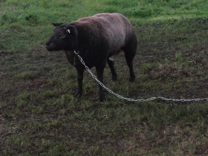 Blauwe Texelaar dekram te koop., Dieren en Toebehoren, Schapen, Geiten en Varkens, Schaap, Mannelijk, 0 tot 2 jaar