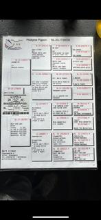 Postduif wit, Mannelijk, Postduif