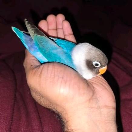 Handtamme Agapornis Personata Mannetje (Blauw / Zwart), Dieren en Toebehoren, Vogels | Parkieten en Papegaaien, Dwergpapegaai of Agapornis