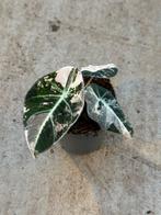 Alocasia black velvet pink variegata, Ophalen of Verzenden, Halfschaduw, Minder dan 100 cm