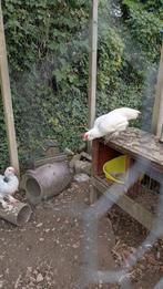 Hanen gratis af te halen, Dieren en Toebehoren, Pluimvee, Mannelijk, Kip