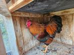 Wyandotte goud-zwarte haan, Dieren en Toebehoren, Pluimvee, Mannelijk, Kip