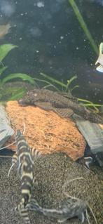 Plecos te koop nog 1 pleco beschikbaar, Dieren en Toebehoren, Vissen | Aquariumvissen, Vis